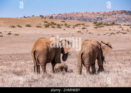 Due Elefanti adulti e un vitello molto giovane che sbattono le orecchie all'unisono nel Conservatorio Borana del Kenya nel Conservatorio Borana del Kenya Foto Stock