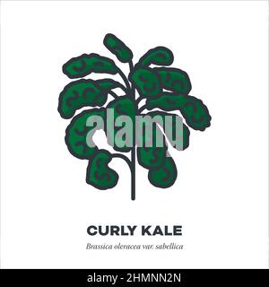 Curly Kale foglia vegetale icona, contorno con colore riempimento stile illustrazione vettoriale Illustrazione Vettoriale