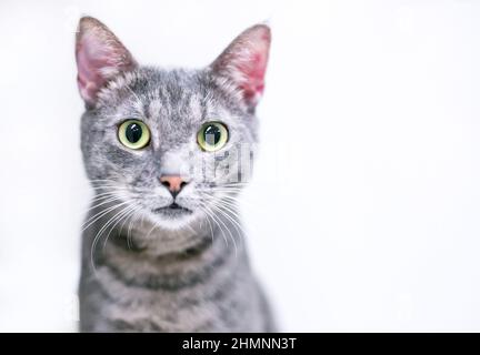 Un gatto tabby shorthair con un'ampia espressione degli occhi e. pupille dilatate Foto Stock