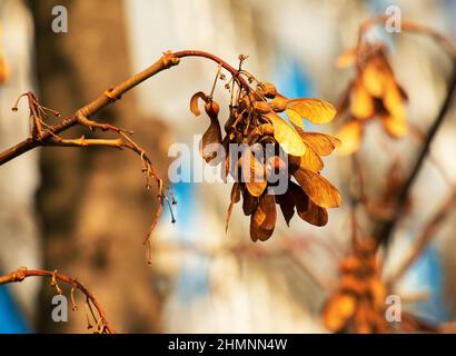 Semi di acero secchi appesi su un ramo nella stagione autunnale. Foto Stock