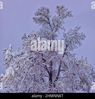 Un albero morto coperto di neve fresca da una tempesta invernale che ha rotolato attraverso la valle di Chino AZ su Thanks Giving Night. Foto Stock