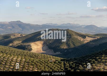 Vista aerea di alcuni campi coltivati con alberi Foto Stock