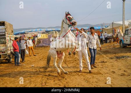 Commerciante di cavalli con stallone bianco alla fiera del cammello di Pushkar, Rajasthan, India Foto Stock