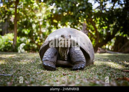 Tartaruga gigante di Aldabra in erba. Vista frontale della tartaruga alle Seychelles Foto Stock