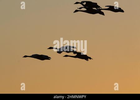 Whooper vola in volo, con una silhouette che si staglia contro il cielo Foto Stock