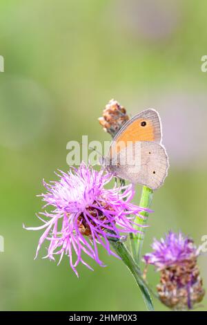 Prato farfalla marrone- Maniola jurtina succhia il nettare con il suo tronco dalla fioritura del mazzetto di ginestra - Centaurea jacea Foto Stock