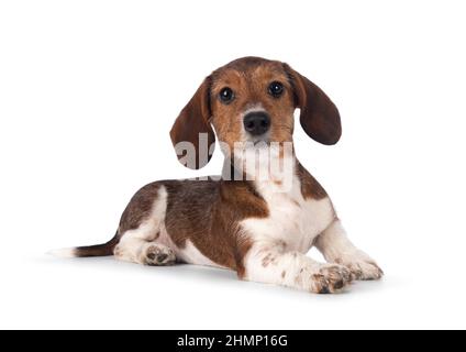 Adorabile piebald Dachshund aka Teckel cucciola, che si stendono le vie laterali. Guardando verso la fotocamera. Isolato su sfondo bianco. Foto Stock