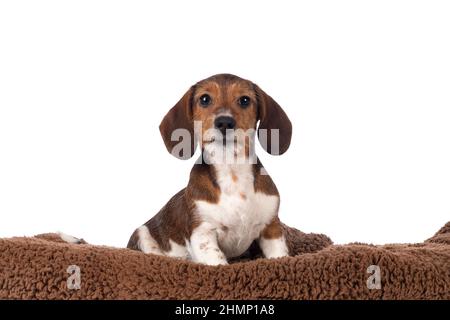 Adorabile piebald Dachshund aka Teckel cucù, seduta su una morbida coperta marrone. Guardando verso la fotocamera. Isolato su sfondo bianco. Foto Stock