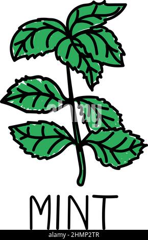 Mint, elemento in stile doodle disegnato a mano. Modello di design con logo e emblema - spezie - foglie di menta. Logo. Illustrazione Vettoriale