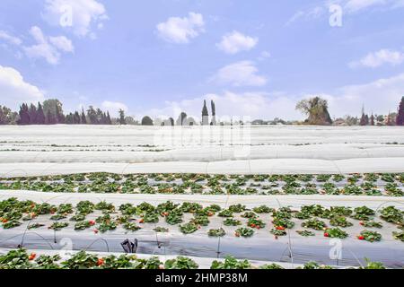 dolce fragola rossa fresca all'aperto in giardino, coltivata all'esterno in terreno, filari con fragole mature e saporite. Foto di alta qualità Foto Stock