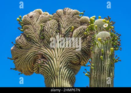 Crestate Crestate Sajuaro Cactus Blooming Desert Botanical Garden Phoenix Arizona. Carnegiea gigantea. Il più grande cactus del mondo Foto Stock