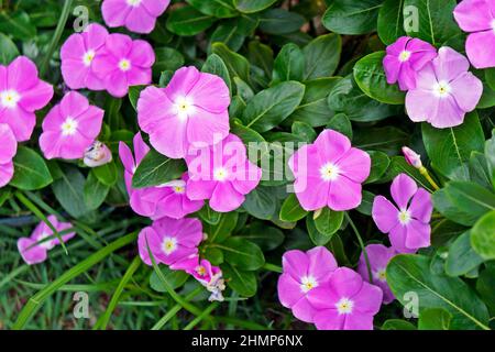 Madagascar periwinkle o rosa periwinkle (Catharanthus roseus) Foto Stock
