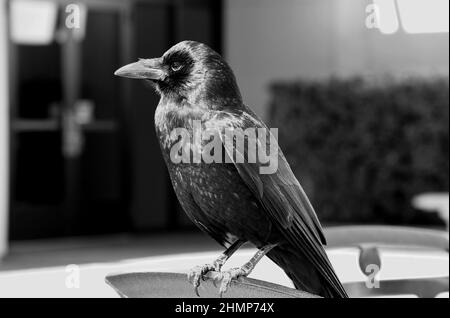 Primo piano in bianco e nero di corvo sulla sedia Indietro pranzare con me Foto Stock