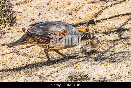 La quaglia di GAMBEL che dà il cibo a Chick Baby LDesert Botanical Garden Phoenix Arizona Foto Stock