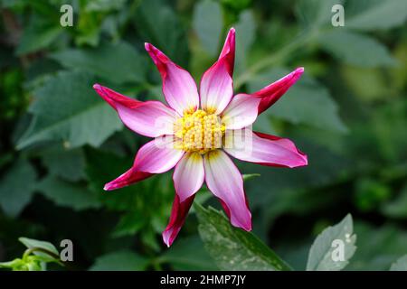 Dahlia 'Midnight Star', libera fioritura stella varietà fiore dahlia. REGNO UNITO Foto Stock