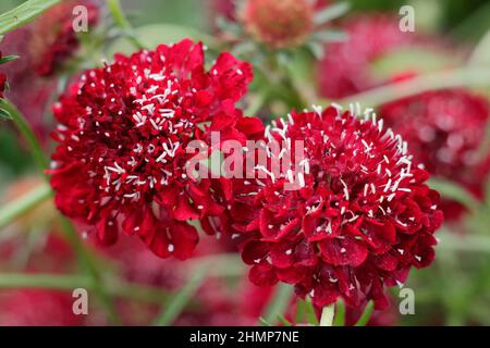 Scabiosa atropurpurea ‘Beau Borgogna’ fioritura nel mese di settembre. REGNO UNITO Foto Stock