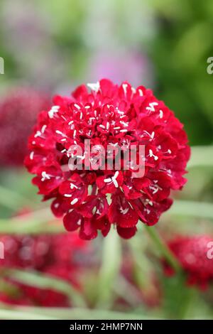 Scabiosa atropurpurea ‘Beau Borgogna’ fioritura nel mese di settembre. REGNO UNITO Foto Stock