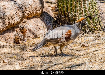 GAMBEL's Quail Baby Chicks Desert Botanical Garden Phoenix Arizona Foto Stock