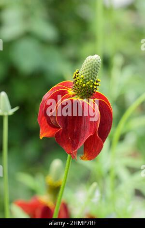 Ratibida columnifera 'Red Midget' prateria coneflower. Ratibida columnifera F. pulcherrima 'Red Midget' fioritura nel mese di settembre. REGNO UNITO Foto Stock