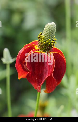 Ratibida columnifera 'Red Midget' prateria coneflower. Ratibida columnifera F. pulcherrima 'Red Midget' fioritura nel mese di settembre. REGNO UNITO Foto Stock