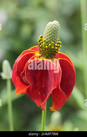 Ratibida columnifera 'Red Midget' prateria coneflower. Ratibida columnifera F. pulcherrima 'Red Midget' fioritura nel mese di settembre. REGNO UNITO Foto Stock