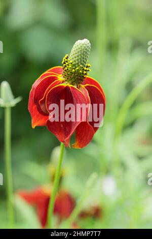 Ratibida columnifera 'Red Midget' prateria coneflower. Ratibida columnifera F. pulcherrima 'Red Midget' fioritura nel mese di settembre. REGNO UNITO Foto Stock