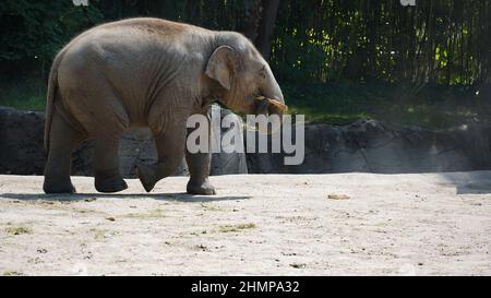 giovane elefante asiatico Foto Stock