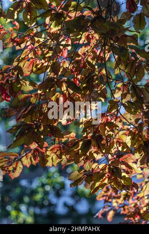 Luce del sole su un bellissimo fogliame giallo-arancione. Sfondo autunno. Foto Stock