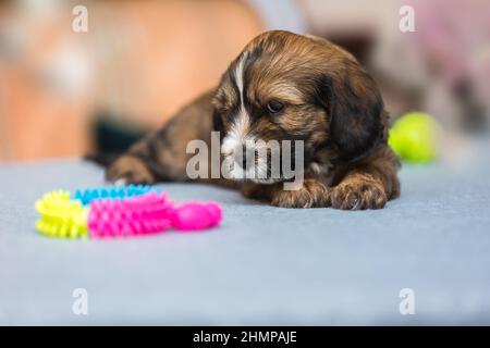 Cucciolo di terrier tibetano giacente sul pavimento vicino ai suoi giocattoli. Messa a fuoco selettiva, spazio di copia Foto Stock