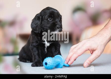 Carino nero e bianco tibetano terrier Puppy cura il suo giocattolo. Messa a fuoco selettiva, spazio di copia Foto Stock