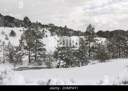 Paesaggio sul monte Zlatibor, Serbia. Bellissimo paesaggio in inverno, un fiume di montagna innevato e pino. Messa a fuoco selettiva Foto Stock