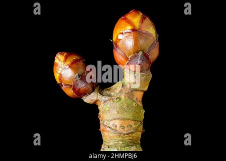 Cavallo Castagno o Conker albero (aesculus hippocastaneum), primo piano di due germogli di foglie alla fine di un ramo isolato su uno sfondo nero. Foto Stock