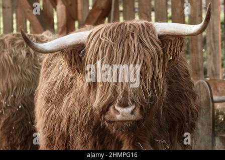 Primo piano del bestiame delle Highland scozzesi con corna grandi nella fattoria. Foto Stock