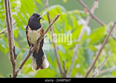 Un Towhee maschio orientale, Pipilo eritroftalmus, arroccato su un piccolo ramo Foto Stock