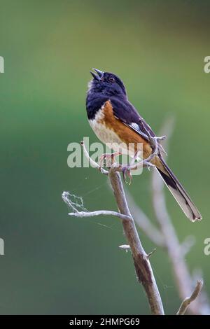 Un verticale di un tTowhee orientale, Pipilo eritroftalmus, arroccato su un piccolo ramo Foto Stock