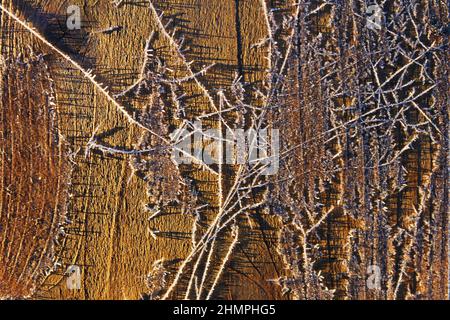 Modelli di gelo su palings di recinzione in legno. Foto Stock