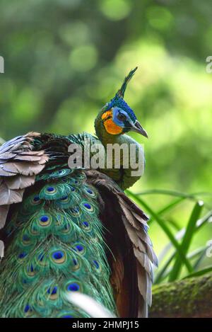 Primo piano ritratto di un pavone Javan, Indonesia Foto Stock