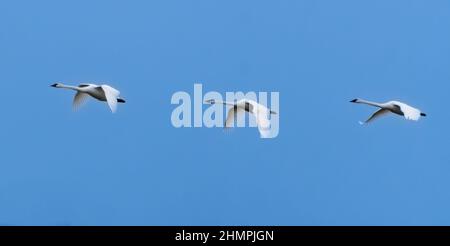 Tre cigni Trumpeter in volo, British Columbia, Canada Foto Stock