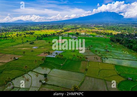 Vista aerea dei campi di riso tropicali, Lombok, Indonesia Foto Stock