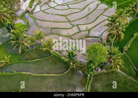 Vista aerea dei campi di riso tropicali allagati, Lombok, Indonesia Foto Stock