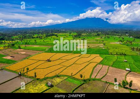 Vista aerea dei campi di riso tropicali, Lombok, Indonesia Foto Stock