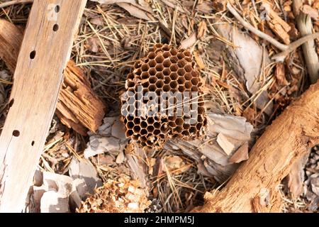 Nido d'ape vuoti di api selvatiche giacenti sul terreno nella foresta Foto Stock