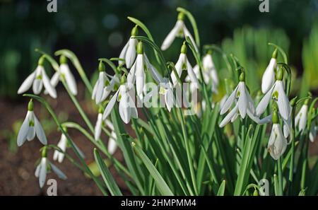 Primo piano di un grumo Snowdrops in fiore Foto Stock