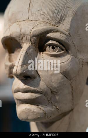 Il processo di creazione di ecorche. Lo scultore sta lavorando. Scultura di una testa umana con la pelle rimossa. Muscoli e ossa sono mostrati. Foto Stock