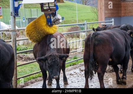 Mucca con dispositivo di massaggio a spazzola per il comfort degli animali e più produzione di latte Foto Stock