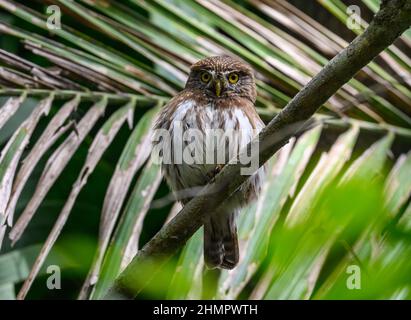 A Ferruginous Pygmy-Owl (Glaucidium brasilianum) perche don a branch. San Blas, Nayarit, Messico. Foto Stock