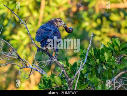 Un aquilone di lumaca (Rostramus sociabilis) con una lumaca nel suo becco. San Blas, Nayarit, Messico. Foto Stock