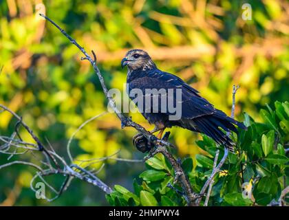 Un aquilone di lumaca (Rostramus sociabilis) con una lumaca nel suo becco. San Blas, Nayarit, Messico. Foto Stock