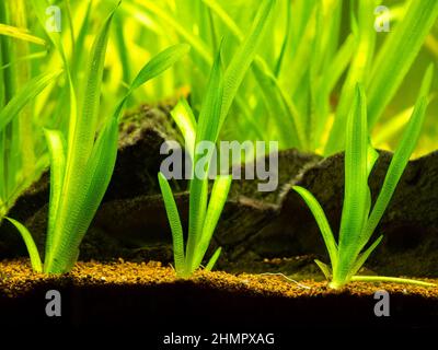 Vallisneria gigantea piante acquatiche d'acqua dolce in un serbatoio di pesce con sfondo sfocato Foto Stock