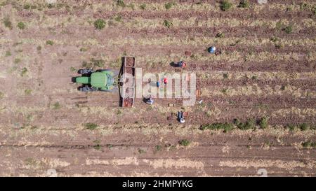 Haifa, Israele - 10 giugno 2020: Manuale contadino ha scelto cipolle rosse in un campo agricolo. Vista aerea. Foto Stock